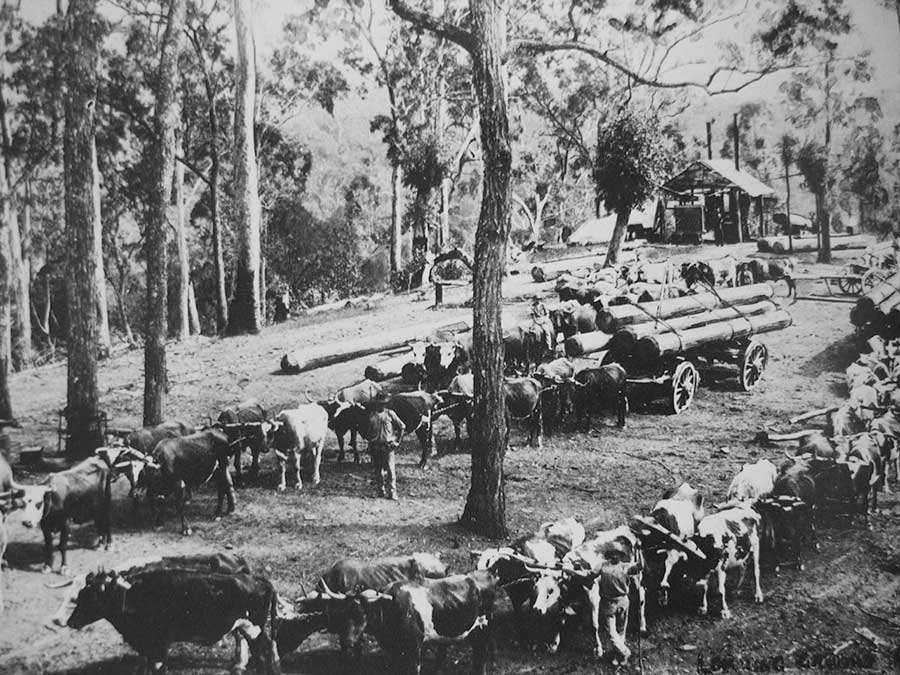 kenmore history bullock teams in 1840s