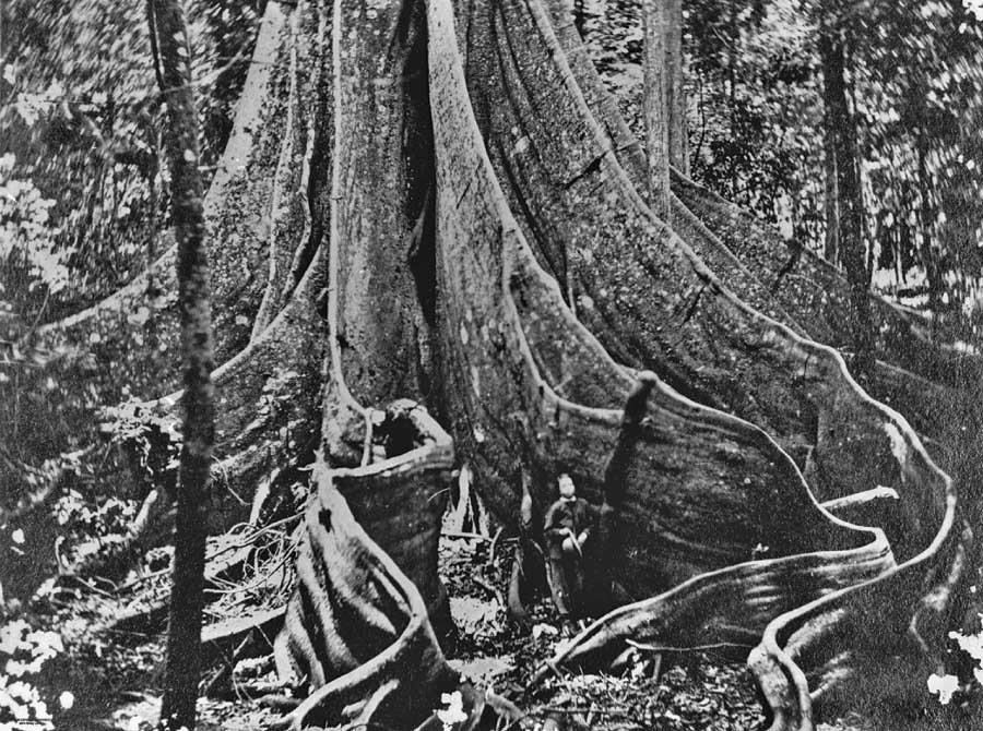 The fig tree pocket tree 1866
